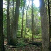 FOWLERS HOLLOW STATE PARK