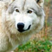 TREXLER-LEHIGH GAME PRESERVE