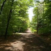 Wooded Roads