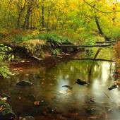 WILLIAM PENN STATE FOREST