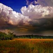 DELAWARE STATE FOREST