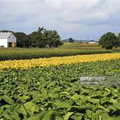 TOBACCO FIELDS, LANCASTER COUNTY
