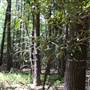 LACAWAC SANCTUARY