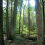 FOWLERS HOLLOW STATE PARK