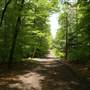 Wooded Roads