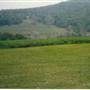 NICHOLSON FARM