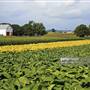 TOBACCO FIELDS, LANCASTER COUNTY