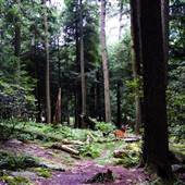 OLD GROWTH FOREST, COOK FOREST STATE PARK