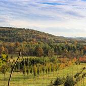 ROTHROCK STATE FOREST