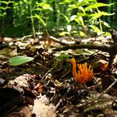 GALLITZIN STATE FOREST