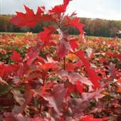 PENN NURSERY