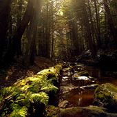 WHITE BEAR CREEK, CARBON COUNTY