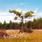 Spruce Flats Bog & Wildlife Area, Westmoreland County