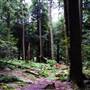 OLD GROWTH FOREST, COOK FOREST STATE PARK