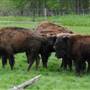 WOODEN NICKEL BUFFALO FARM