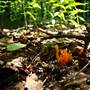 GALLITZIN STATE FOREST