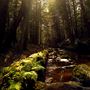 WHITE BEAR CREEK, CARBON COUNTY