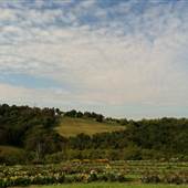 DESTINY HILL FARM, WASHINGTON
