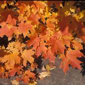 McKEAN COUNTY FALL FOLIAGE