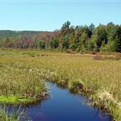 ROTHROCK STATE FOREST'S BEAR MEADOWS NATURAL AREA