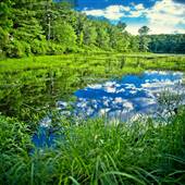 DELAWARE STATE FOREST