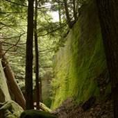 SPROUL STATE FOREST