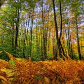 TIOGA STATE FOREST