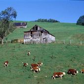 GREENE COUNTY SCENERY
