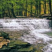 SALT SPRINGS STATE PARK