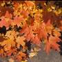 McKEAN COUNTY FALL FOLIAGE