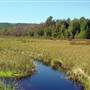 ROTHROCK STATE FOREST'S BEAR MEADOWS NATURAL AREA