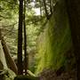 SPROUL STATE FOREST