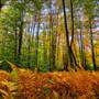 TIOGA STATE FOREST