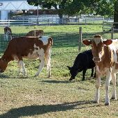 DAIRY COWS