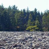 HICKORY RUN STATE PARK BOULDER FIELD