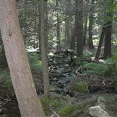 BIG SPRING STATE FOREST