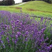 DESTINY HILL FARM LAVENDER FIELDS