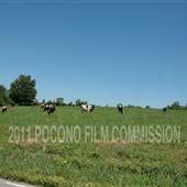Waymart Cow Field