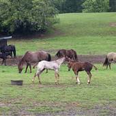 PSU'S HORSE FARM