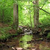 CORNPLANTER STATE FOREST