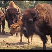 LEHIGH VALLEY ZOO
