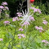 COUNTRYSIDE HOME GARDENS