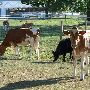 DAIRY COWS