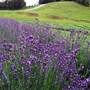 DESTINY HILL FARM LAVENDER FIELDS