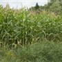 CORNFIELDS, WAYNE COUNTY