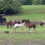 PSU'S HORSE FARM