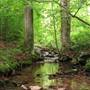 CORNPLANTER STATE FOREST