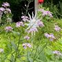 COUNTRYSIDE HOME GARDENS