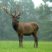 WAPITI WOODS