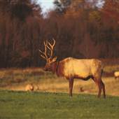 ELK HERD, BENEZETTE